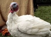 Ужин на День благодарения в США за год подорожал всего на $0,28