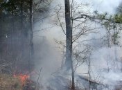 Чем так опасны для планеты лесные пожары?