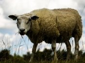 Овец научились раскрашивать редактированием генов