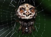 В этом году ожидается нашествие гигантских пауков