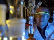 Исследователи подсадят в мозг новозеландцам клетки свиней