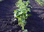 Лунный посевной календарь с 26 августа по 1 сентября 2019 года