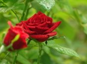 Розы в саду нуждаются в постоянной заботе