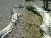 Ученые разгадали тайну странного морского существа (Фото)