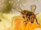 По методу сладко/горько: пчел научили считать