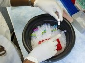 Присоединились более 70 стран: ВОЗ заявила об ускорении разработки вакцины