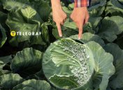 Білокрилка вражає рослини, особливо капусту