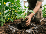 Триходерма защитит ваши посевы