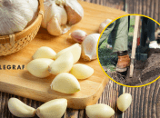 Посадка озимого чеснока