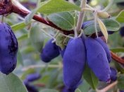 Новое средство поможет уберечься от воздействия ультрафиолетовых лучей