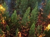 Горящая Сибирь: на восстановление лесов уйдет больше века