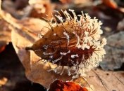 В Украине ожидаются заморозки