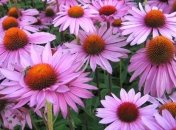 Чем полезна эхинацея