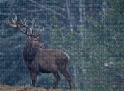 Ученые создали первую искусственную квантовую "жизнь"