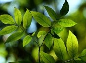 Ученые использовали фотосинтез для производства энергии 