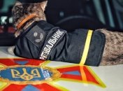 Гроза мышей и маленький майор: столичные спасатели завели четырехлапого напарника (фото)