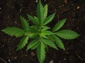 В Раде зарегистрирован законопроект о регуляции использования каннабиса