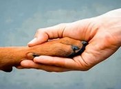 18 августа в Киеве впервые проведут день бездомных животных 