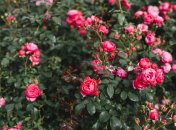 Розы часто умирают из-за тли