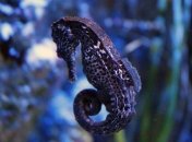 Все для детей: самцы морских коньков подавляют иммунитет ради беременности