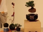 Создали парящий в воздухе бонсай (Видео)