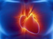 Медики доказали: сердце имеет иммунную систему