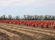 Сбор лука в поле