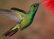 Почему колибри стали сладкоежками? 