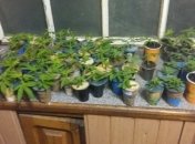 В Украине перекрыли канал контрабанды элитной марихуаны в РФ