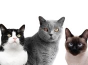 Кумедний тест з котиками для настрою