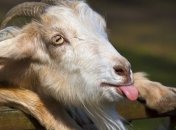 Пожилой мужчина из Бразилии решил жениться на козе