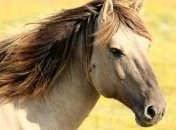 Припадок ярости или как экс-министр в России расстрелял лошадей