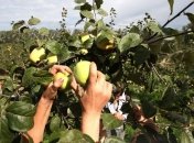 Яблоки, выращенные в Крыму, оказались дороже, чем в Украине