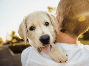 Маленький улюбленець потребуватиме чимало уваги та турботи