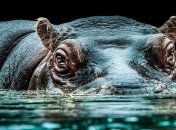 Потрясающие снимки животных от немецкого фотографа Вольфа Адемейта (Фото)