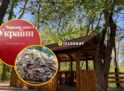 В Слобожанском парке обнаружили краснокнижную Грифолу курчавую