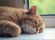 Шерсть котов мешает сохранению чистоты в комнате