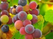 Виноградная диета