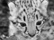 Шведским ученым удалось найти детенышей снежного барса