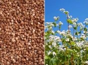 Через війну експерти прогнозують дефіцит гречки