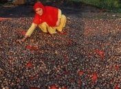 Свойства грецких орехов