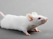 Создан и успешно испытан замедляющий старение препарат