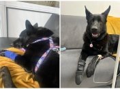 Постраждалий собака проходить лікування