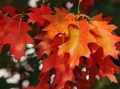 Порадует ли нас погода: прогнозы синоптиков на завтра