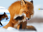 Лиса ворует рыбу