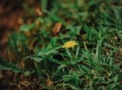 Одуванчики причиняют много вреда