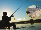 На Київщині виловили гігантську рибу