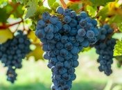 Є дієві методи підживлення винограду  (зображення створено за допомогою ШІ)