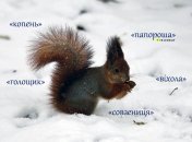 А вы знаете, что такое "папороша", "голощик" или "совзениця" в украинском языке?