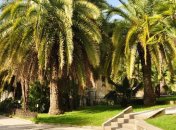 В Сочи до 2013 года будет высажено более 117 тыс. деревьев